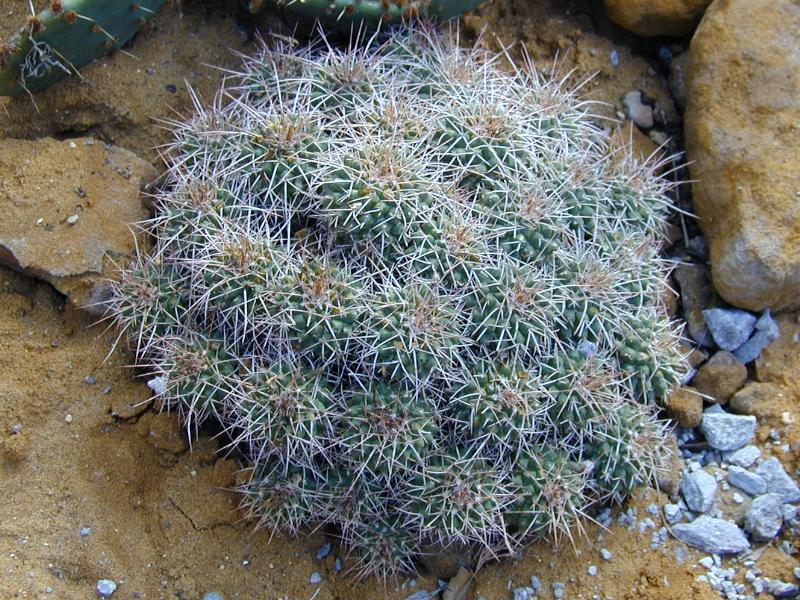 Cambridge, England: Botanic Garden: cactus