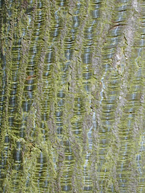Cambridge, England: Botanic Garden: Maple tree (Acer capillipes) bark