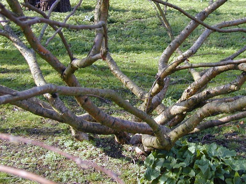 Cambridge, England: Botanic Garden: Birch tree (Betula medwediewii)