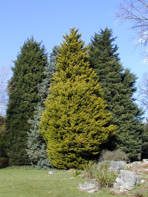 Cambridge, England: Botanic Garden: conifers (x Cupressocyparis leylandii 'Haggerston Grey', Cupressus glabra 'Conica', Cupressus macrocarpa 'Donard Gold', x Cupressocyparis leylandii 'Naylor's Blue')