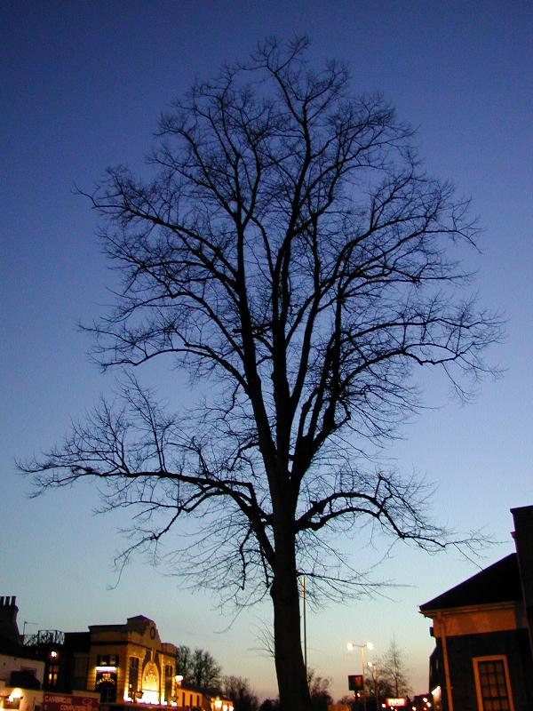 Cambridge, England: Chesterton Road: tree at dusk
