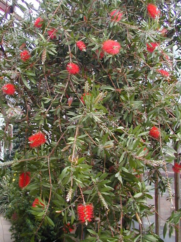 Cambridge, England: Botanic Garden: Crimson Bottle Brush (Callistemon citrinus var. splendens)