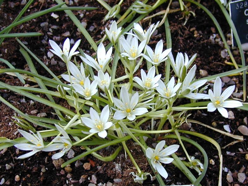 Cambridge, England: Botanic Garden: Ornithogalum sintenisii Freyn