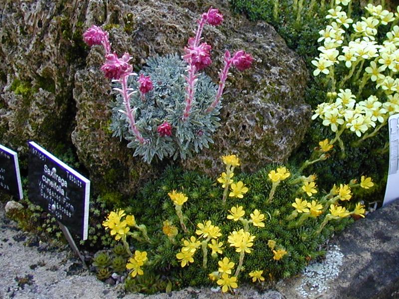 Cambridge, England: Botanic Garden: Saxifrage (Saxifraga)