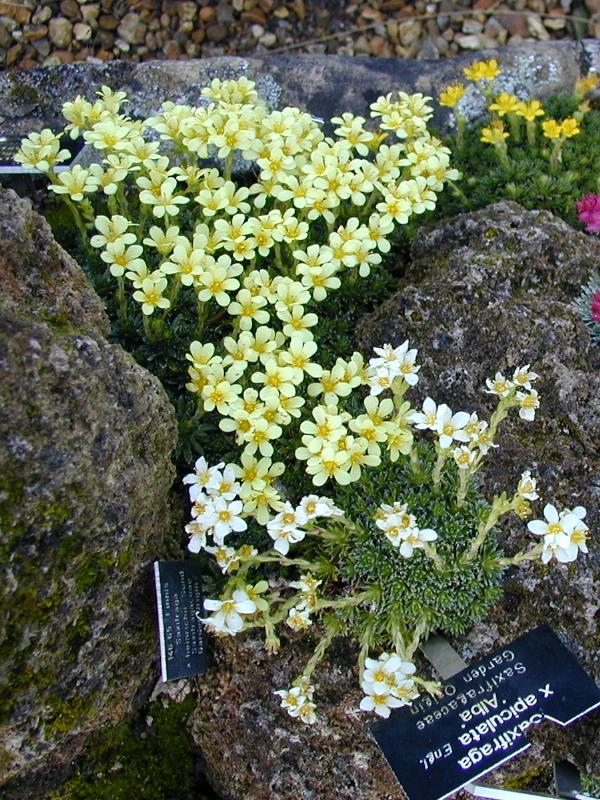 Cambridge, England: Botanic Garden: Saxifrage (Saxifraga)
