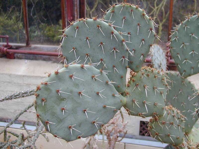 Cambridge, England: Botanic Garden: cactus