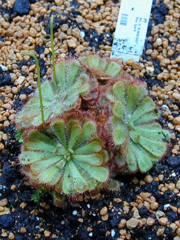 Cambridge, England: Botanic Garden: Drosera aliciae