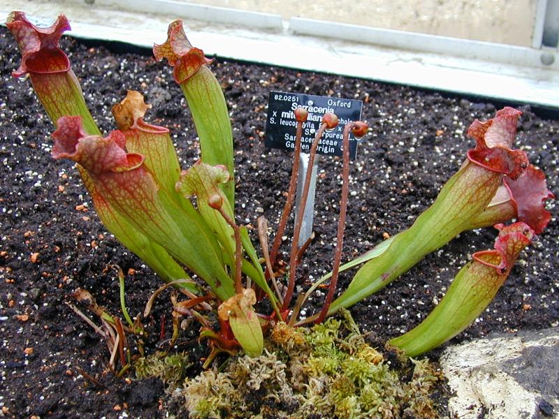 Cambridge, England: Botanic Garden: Pitcher Plant (Sarracenia mitchelliana)