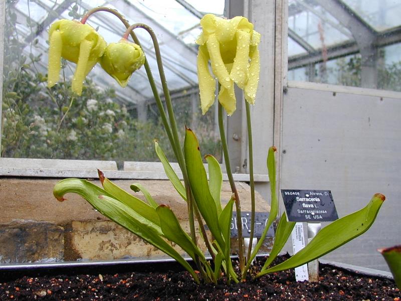 Cambridge, England: Botanic Garden: Yellow Pitcher Plant (Sarracenia flava)