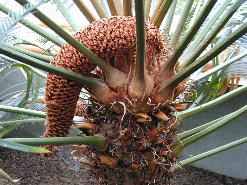 Cambridge, England: Botanic Garden: Cycad (Cycas rumphii Miq.) seeds