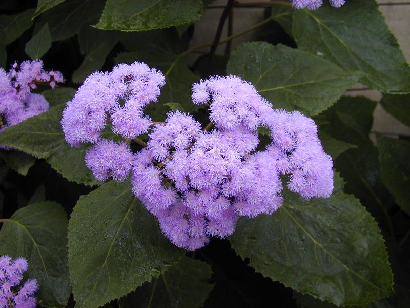 Cambridge, England: Botanic Garden: Hemp Agrimony (Eupatorium sordidum)