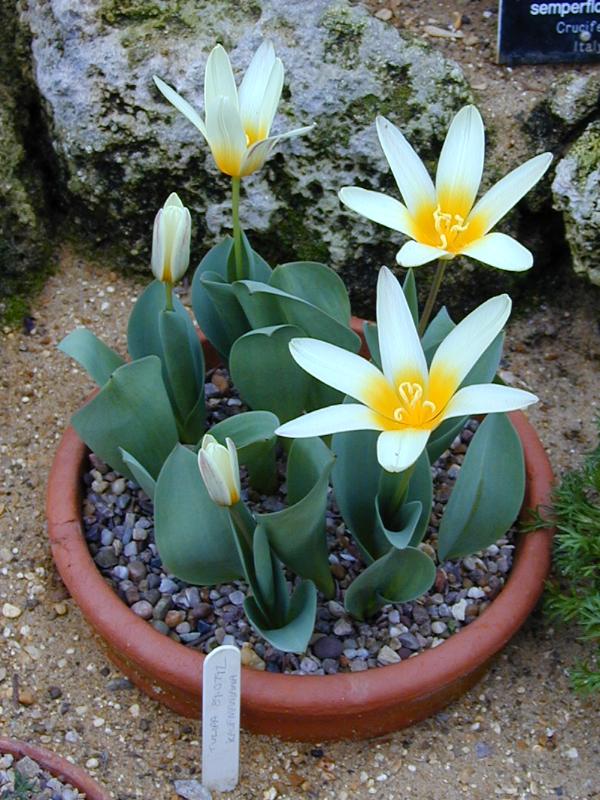 Cambridge, England: Botanic Garden: Tulipa Kaufmaniana
