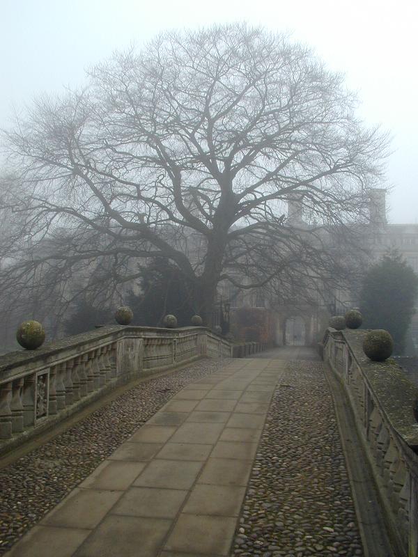 Cambridge, England: Clare College: bridge and tree in fog