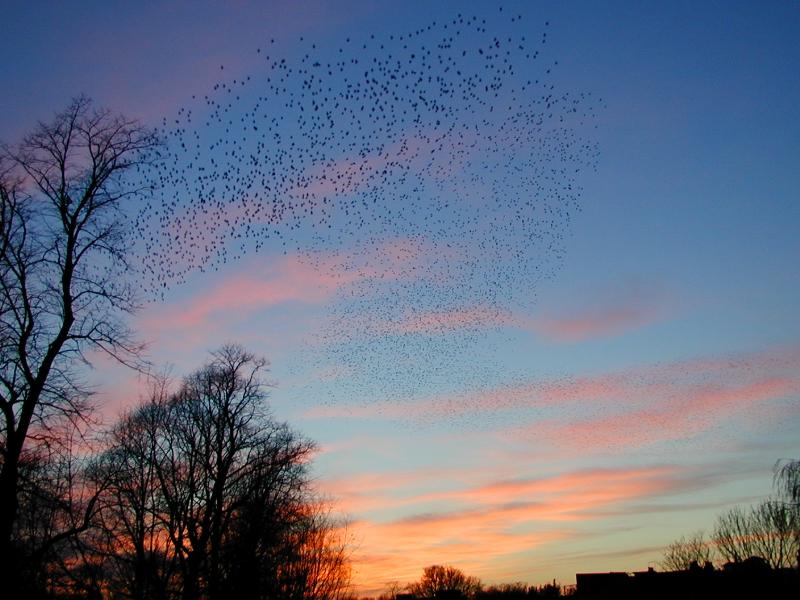 Cambridge, England: Cam: starlings swarming at dusk