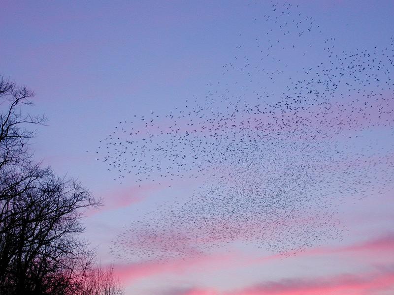 Cambridge, England: Cam: starlings swarming at dusk