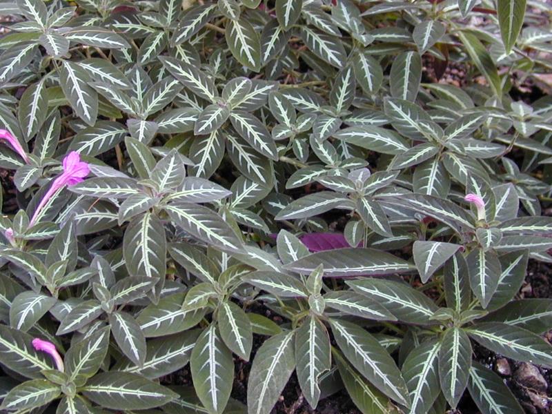 Cambridge, England: Botanic Garden: Ruellia portellae