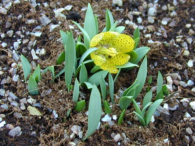 Cambridge, England: Botanic Garden: Fritillary (Fritillaria)