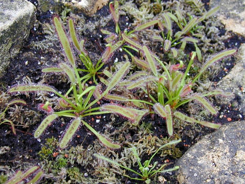 Cambridge, England: Botanic Garden: Drosera capensis