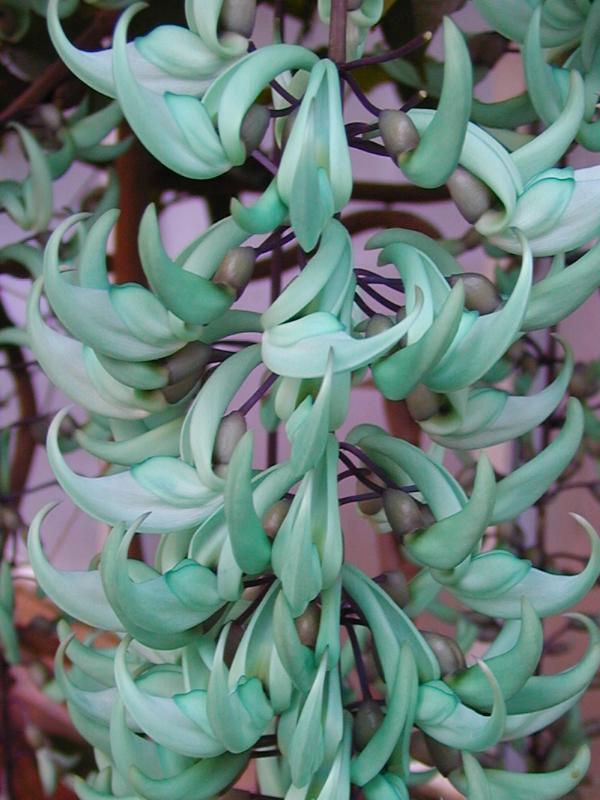 Cambridge, England: Botanic Garden: Jade Vine (Strongylodon macrobotrys)
