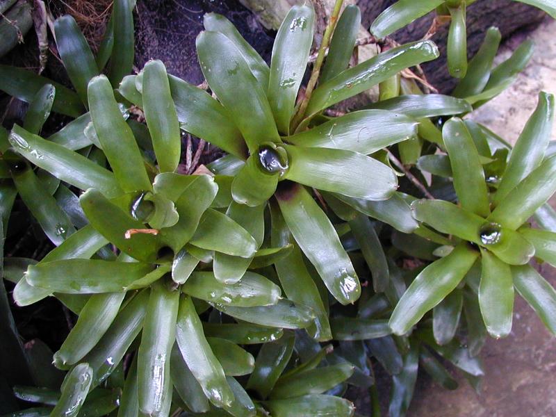 Cambridge, England: Botanic Garden: Billbergia