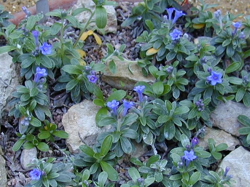 Cambridge, England: Botanic Garden: Lithodora oleifolia