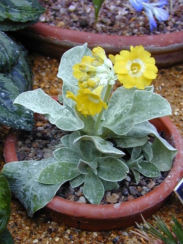 Cambridge, England: Botanic Garden: Primula auricula