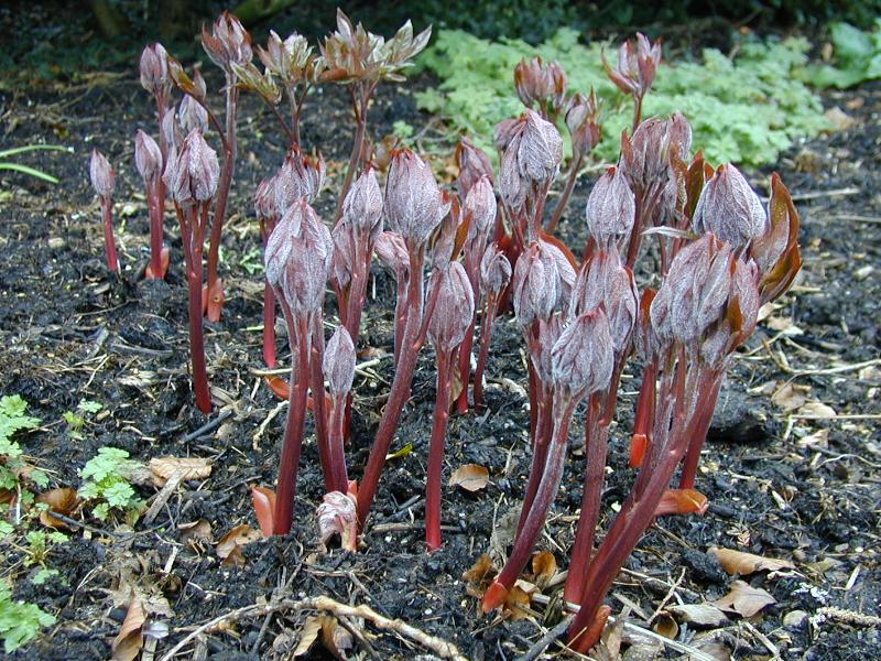 Cambridge, England: Botanic Garden: Peony (Paeonia) shoots
