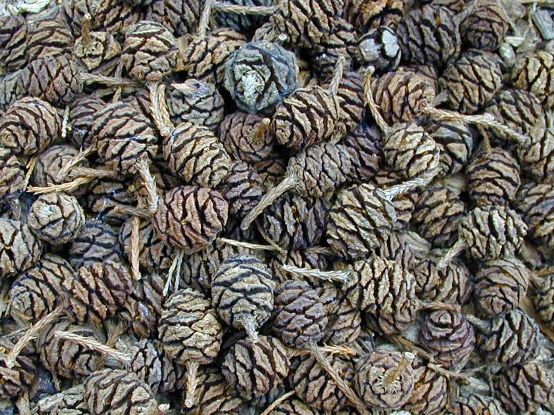 Cambridge, England: Botanic Garden: Giant Redwood (Sequoiadendron giganteum) cones