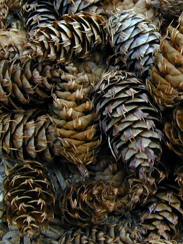Cambridge, England: Botanic Garden: Douglas Fir (Pseudotsuga menziesii) cones