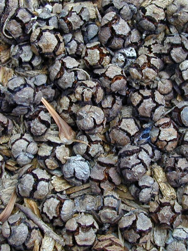Cambridge, England: Botanic Garden: Italian Cypress (Cupressus sempervirens) cones