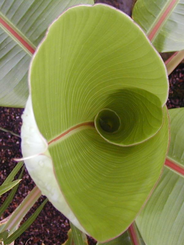 Cambridge, England: Botanic Garden: Abyssinian Banana (Ensete ventricosum) leaf unfurling