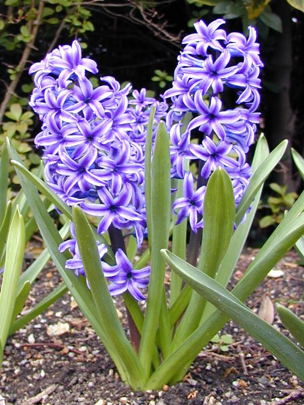 Cambridge, England: Botanic Garden: Hyacinth (Hyacinthus)