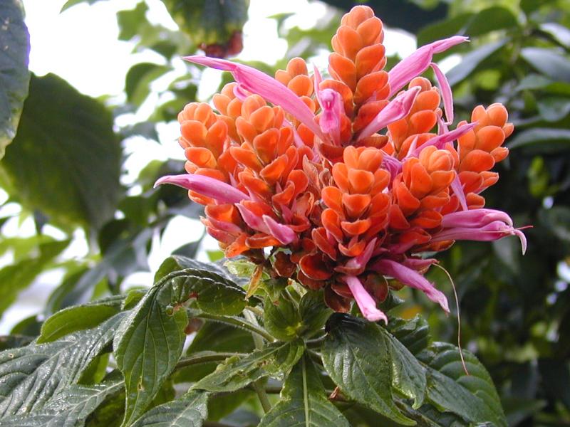 Cambridge, England: Botanic Garden: Aphelandra sinclairiana