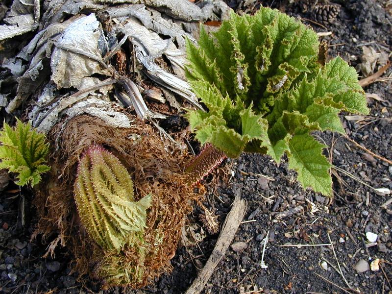 Cambridge, England: Botanic Garden: Giant Rhubarb (Gunnera manicata)