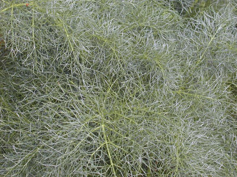 Cambridge, England: Botanic Garden: Giant Fennel (Ferula communis) foliage