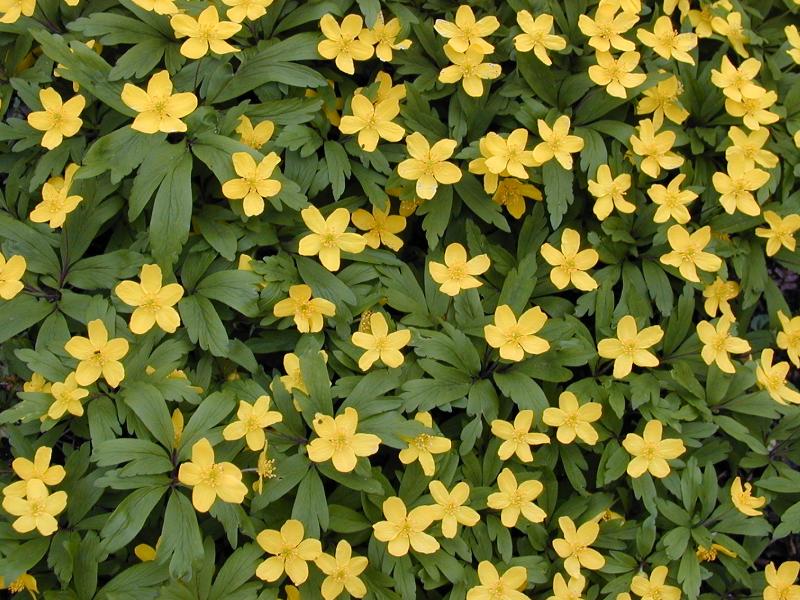 Cambridge, England: Botanic Garden: Spring flowers