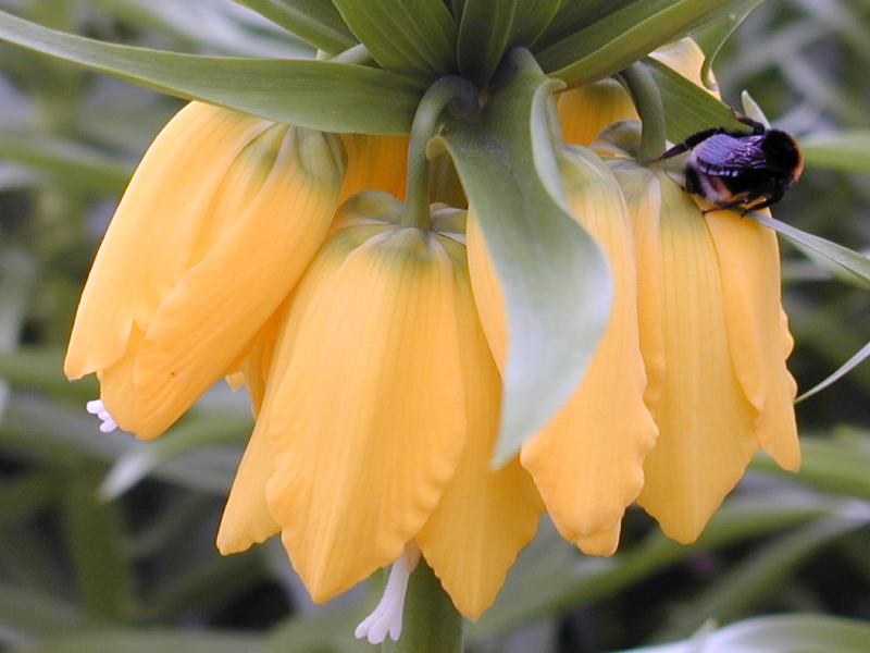 Cambridge, England: Botanic Garden: Crown Imperial Fritillary (Fritillaria imperialis) (yellow variety) with bee