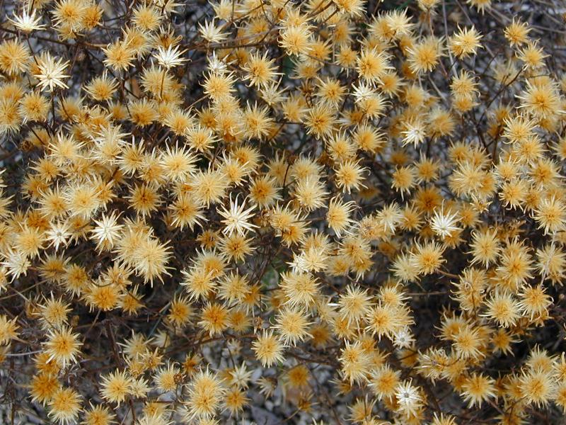 Cambridge, England: Botanic Garden: Serratula tinctoria old flower heads