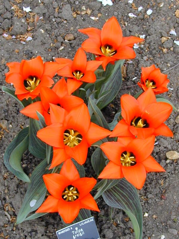 Cambridge, England: Botanic Garden: Tulipa greigii