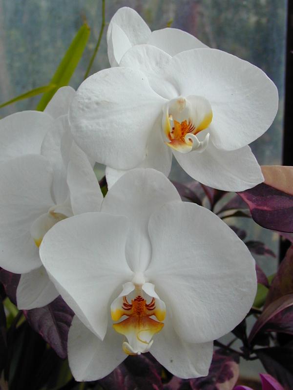 Cambridge, England: Botanic Garden: Orchid (Phalaenopsis)