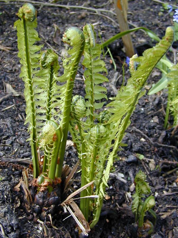 Cambridge, England: Botanic Garden: Ostrich Fern (Matteuccia struthiopteris) leaves unfurling