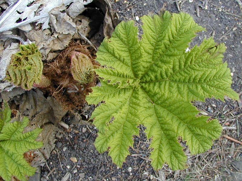 Cambridge, England: Botanic Garden: Giant Rhubarb (Gunnera manicata)
