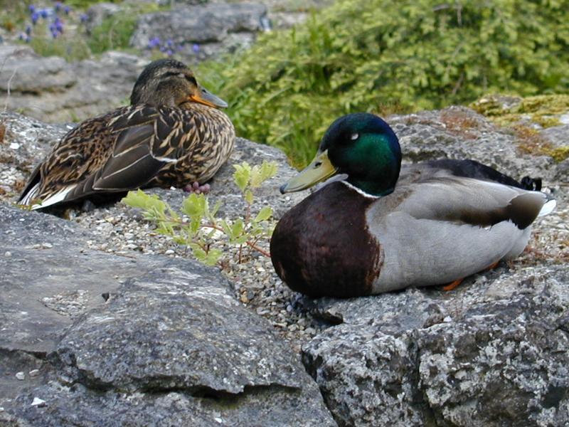 Cambridge, England: Botanic Garden: ducks sleeping on rocks