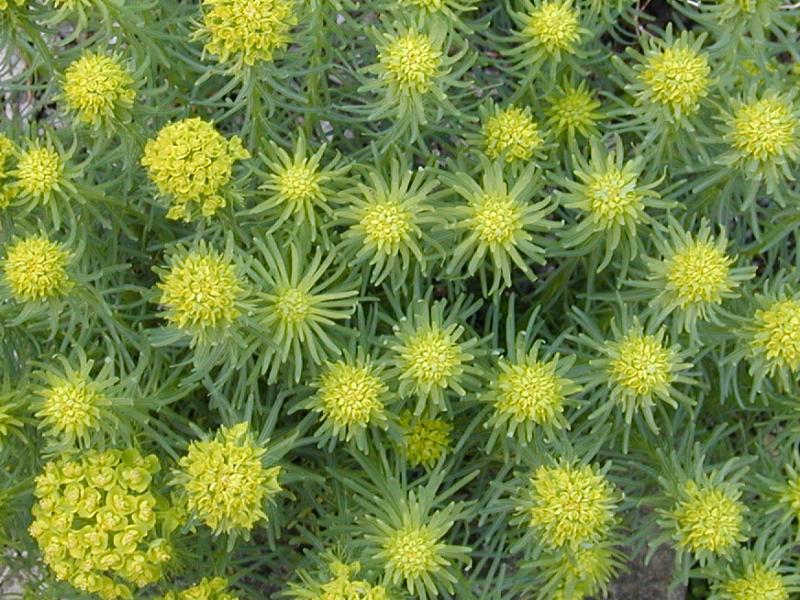 Cambridge, England: Botanic Garden: Euphorbia