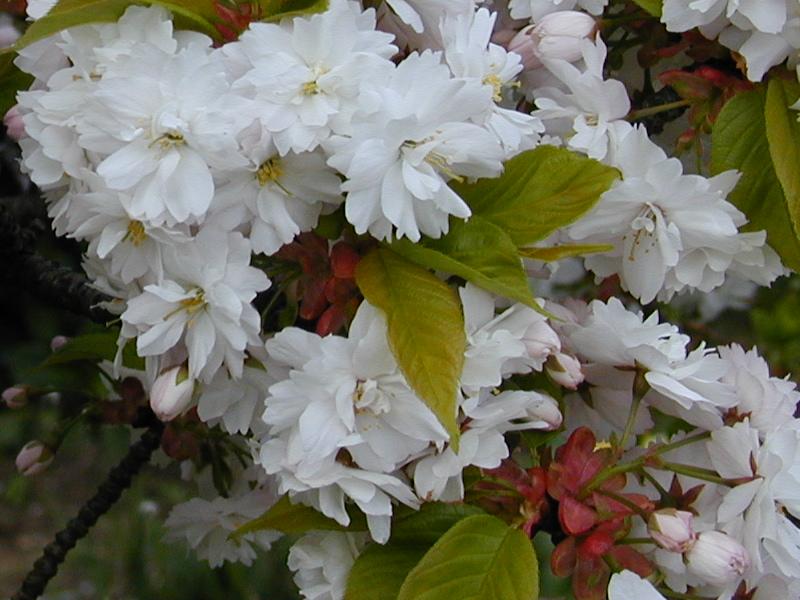 Cambridge, England: Botanic Garden: Cherry tree (Prunus serrulata) blossoms