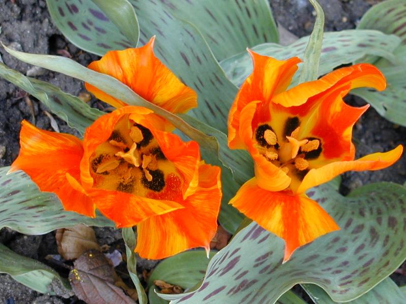 Cambridge, England: Botanic Garden: Tulipa greigii