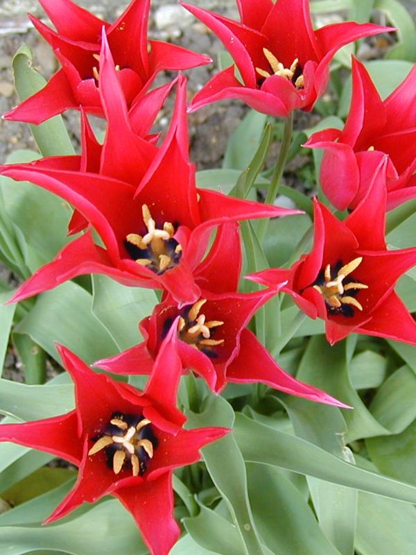 Cambridge, England: Botanic Garden: Tulipa 'Captain Fryatt'
