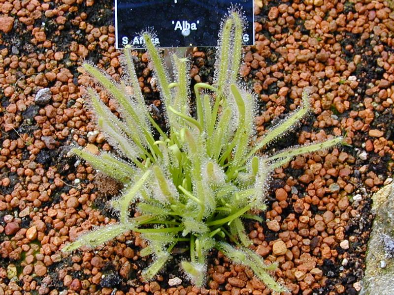 Cambridge, England: Botanic Garden: Drosera capensis 'Alba'
