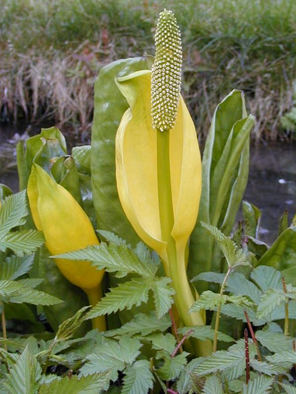 Cambridge, England: Botanic Garden: Skunk Cabbage (Lysichiton americanum)