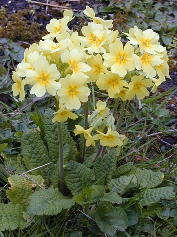 Cambridge, England: Botanic Garden: Primula